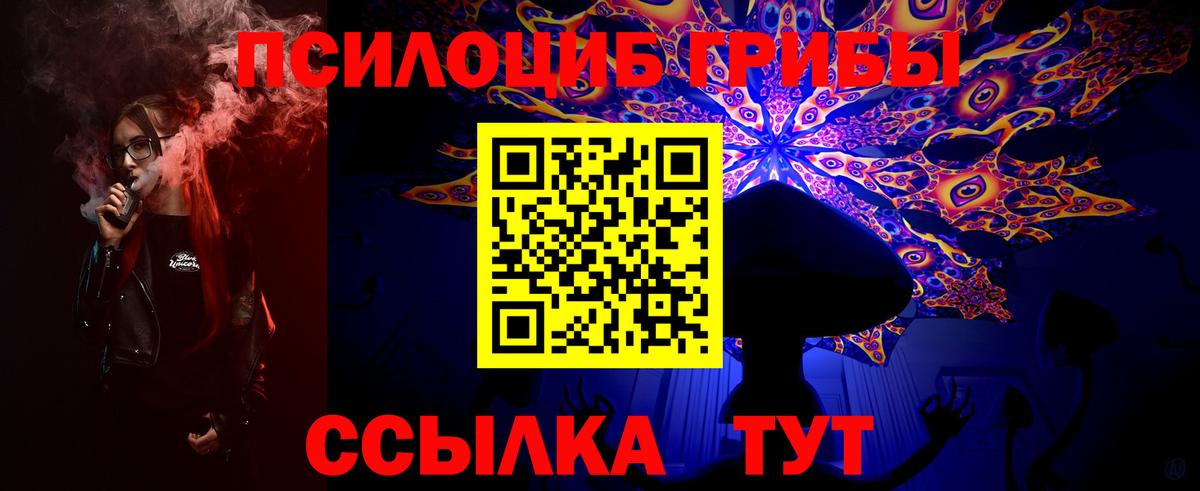 Галлюциногенные грибы Psilocybe Сосновый Бор